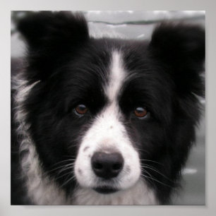 Gräns Collie Kanvastryck Poster