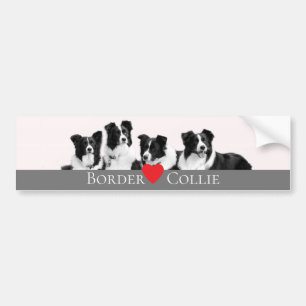 Gräns Collie Kärlek Bildekal
