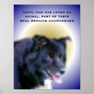 Gräns Collie Kärlek för animalinspiration Poster