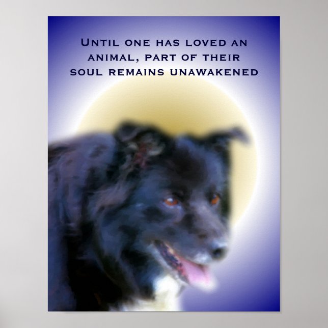 Gräns Collie Kärlek för animalinspiration Poster (Framsidan)