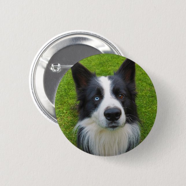 Gräns Collie Knapp (Framsida & baksida)