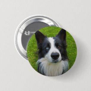 Gräns Collie Knapp