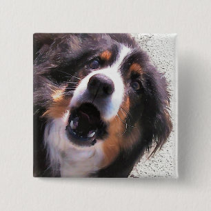 GRÄNS COLLIE KNAPP