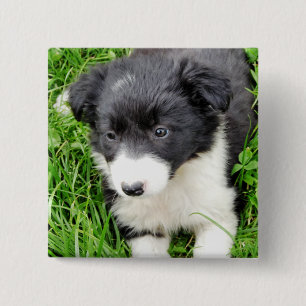 GRÄNS COLLIE KNAPP