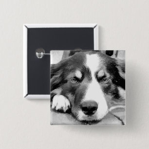 GRÄNS COLLIE KNAPP