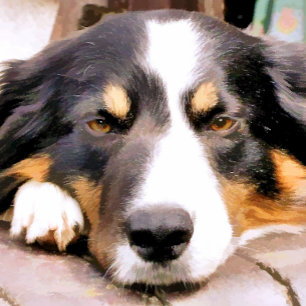 GRÄNS COLLIE KNOPP