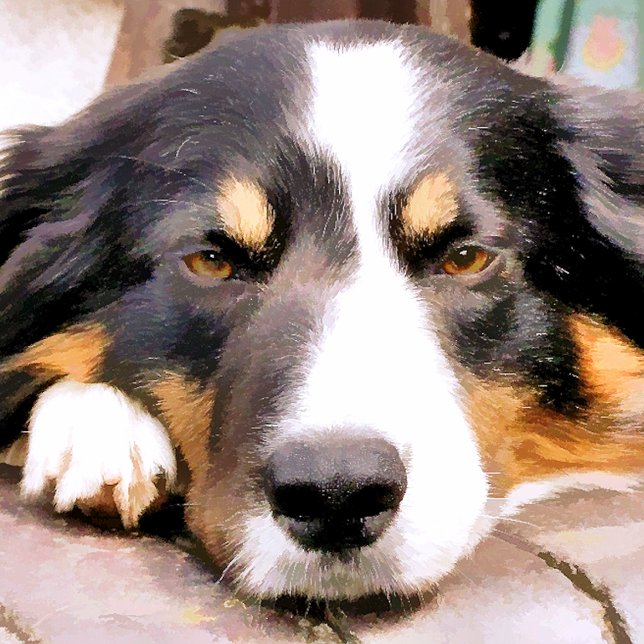 GRÄNS COLLIE KNOPP (Skapare uppladdad)