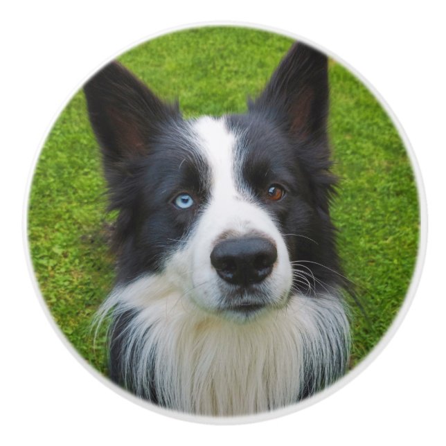 Gräns Collie Knopp (Framsidan)