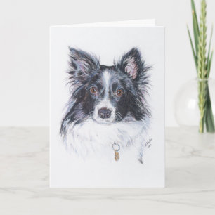 Gräns Collie Kort