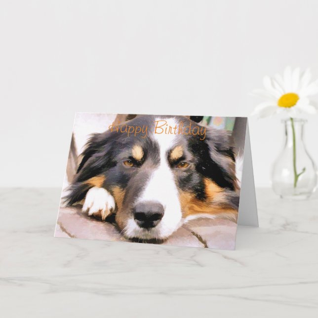 GRÄNS COLLIE KORT (Liten växt)