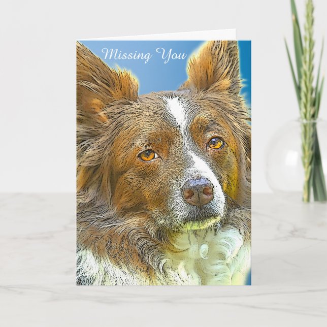 Gräns Collie Kort (Framsida)