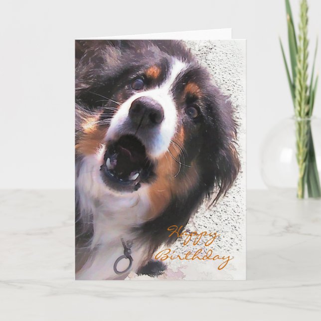 GRÄNS COLLIE KORT (Framsida)