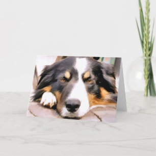 GRÄNS COLLIE KORT