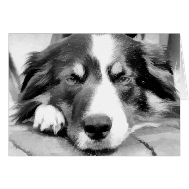 GRÄNS COLLIE-KORT HÄLSNINGSKORT (Framsidan Horizontal)
