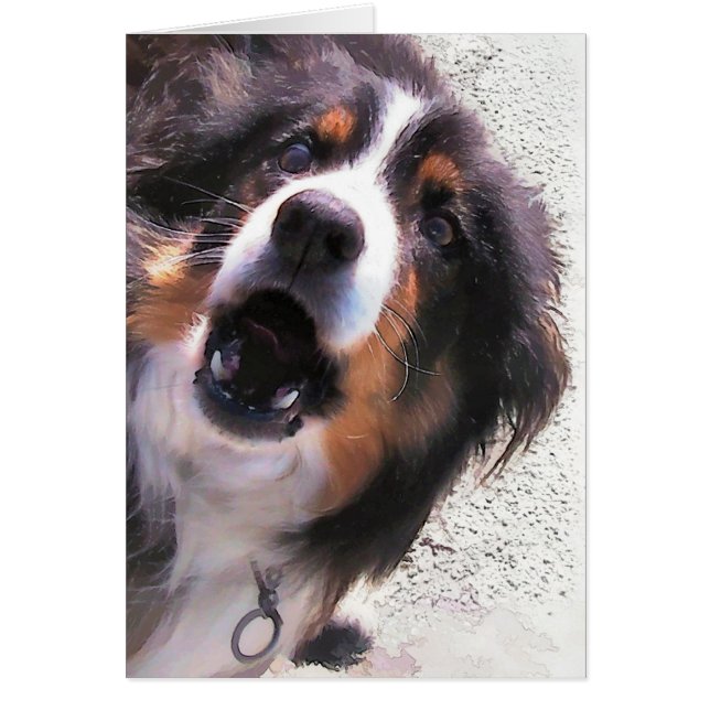 GRÄNS COLLIE-kort Hälsningskort (Framsidan)