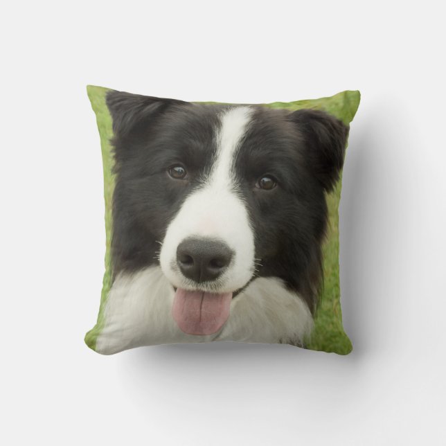 Gräns Collie Kudde (Framsida)