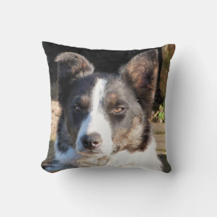 GRÄNS COLLIE KUDDE