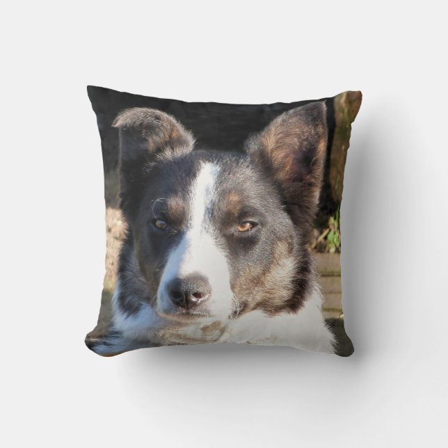 GRÄNS COLLIE KUDDE (Framsida)