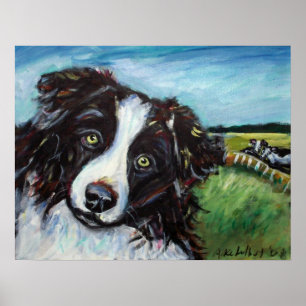 Gräns Collie leende Poster