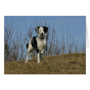 Gräns Collie Leg Razed Hälsningskort