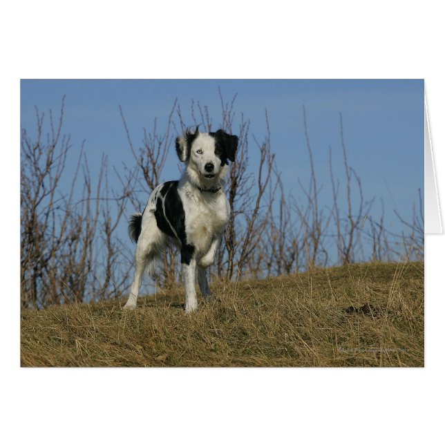 Gräns Collie Leg Razed Hälsningskort (Framsidan Horizontal)