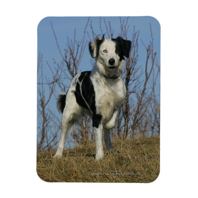 Gräns Collie Leg Razed Magnet (Vertikal)