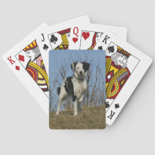 Gräns Collie Leg Razed Spelkort