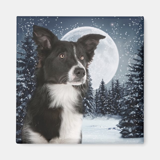 Gräns Collie Magnet (Framsidan)