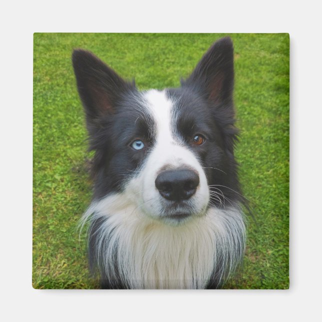 Gräns Collie Magnet (Framsidan)