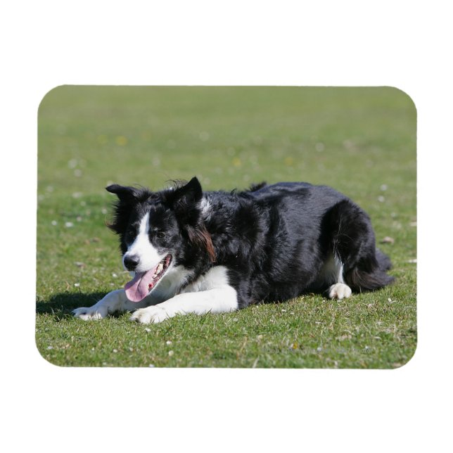 Gräns Collie Magnet (Horisontell)