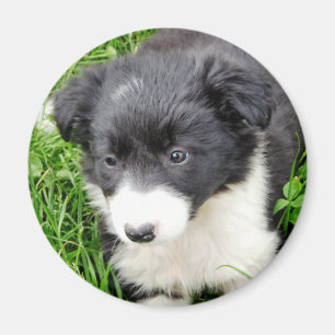 GRÄNS COLLIE MAGNET