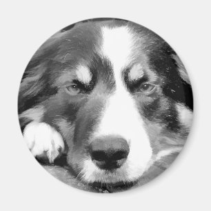 GRÄNS COLLIE MAGNET