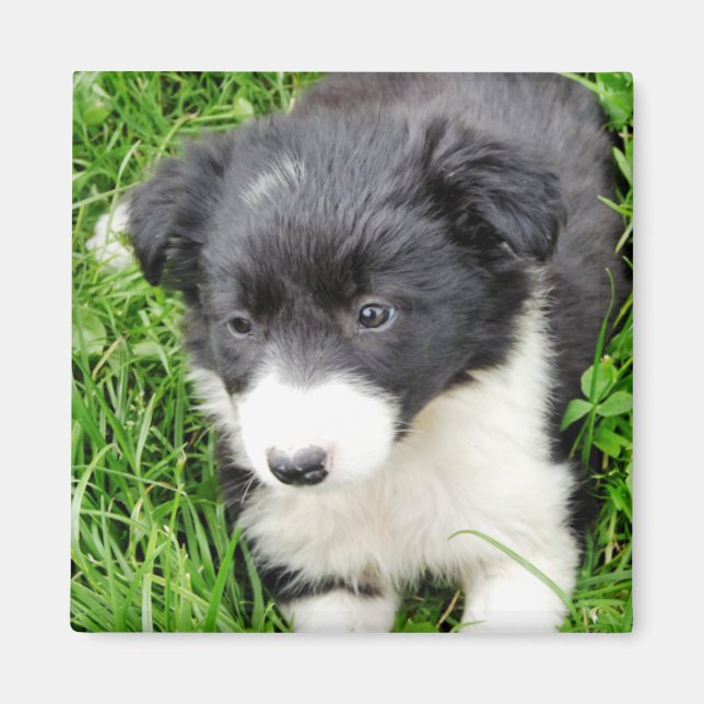 GRÄNS COLLIE MAGNET (Framsidan)