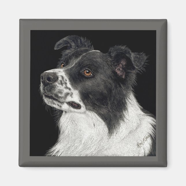 Gräns Collie Magnet - "Ben" (Framsidan)