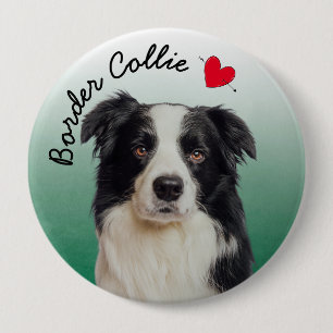 Gräns Collie med gröntens övertoningsbakgrund Knapp