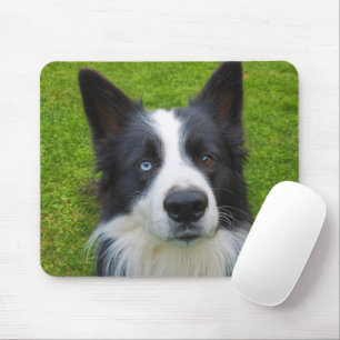 Gräns Collie Musmatta