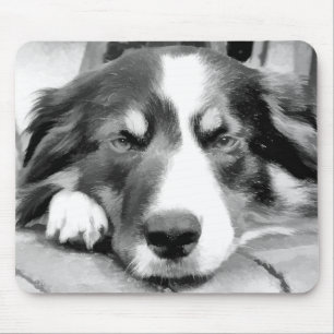 GRÄNS COLLIE MUSMATTA