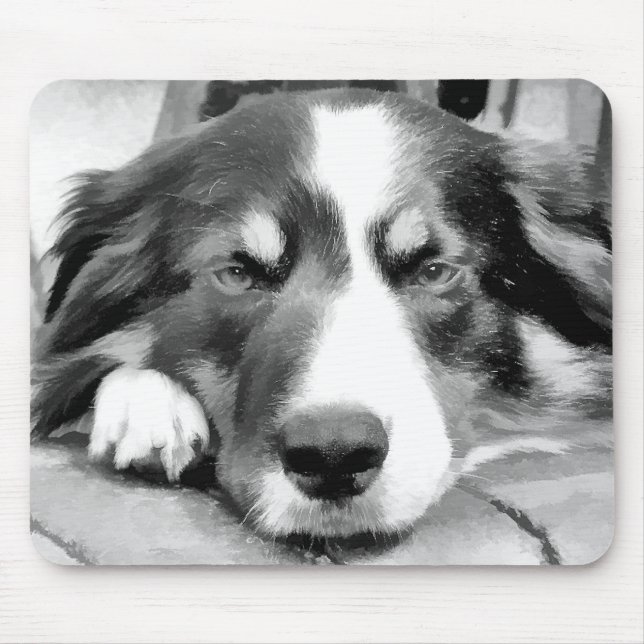 GRÄNS COLLIE MUSMATTA (Framsidan)