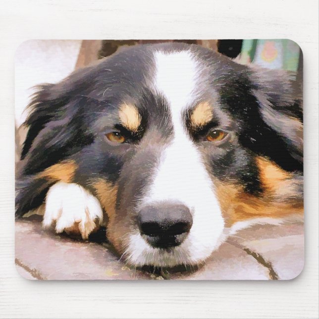 GRÄNS COLLIE MUSMATTA (Framsidan)