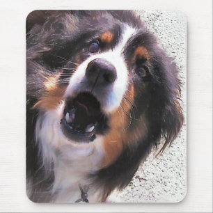 GRÄNS COLLIE MUSMATTA