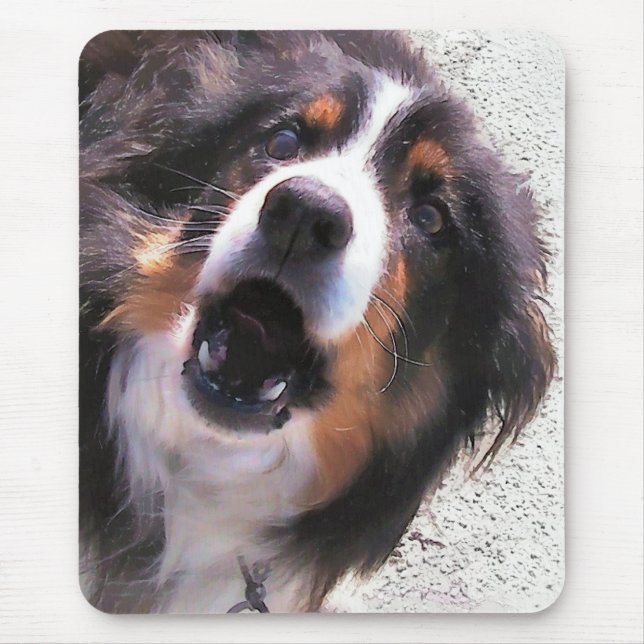 GRÄNS COLLIE MUSMATTA (Framsidan)