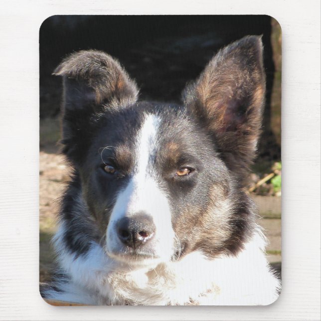 GRÄNS COLLIE MUSMATTA (Framsidan)