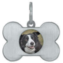 Gräns Collie