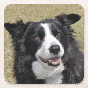 Gräns collie napkins underlägg papper kvadrat