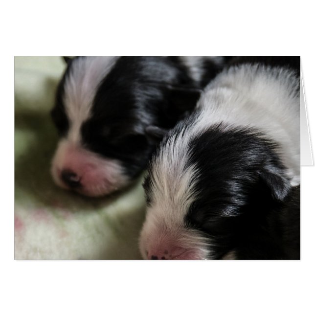 Gräns Collie Newborn Puppies OBS Kort (Framsidan Horizontal)