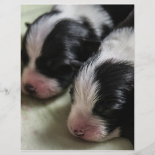 Gräns Collie Newborn Puppies Reklamblad