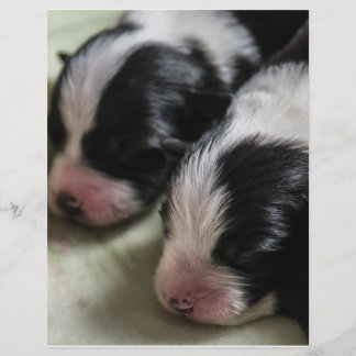 Gräns Collie Newborn Puppies Reklamblad