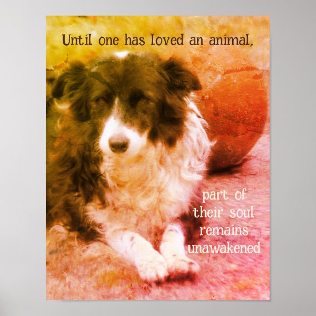 Gräns Collie och Boll Hund Art Idén Poster (Framsidan)