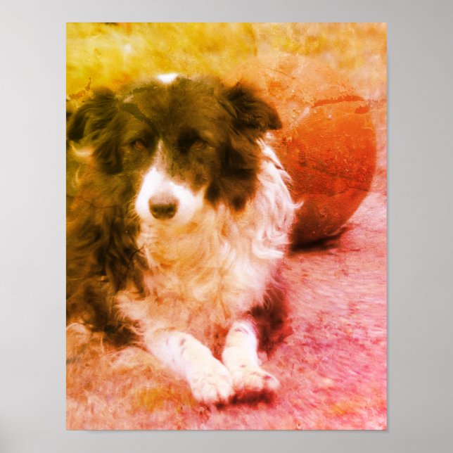Gräns Collie och Boll Hund Art Poster (Framsidan)
