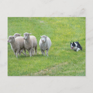 Gräns Collie och Ewes Vykort